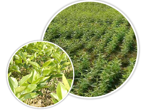 ԭ����ֱ��